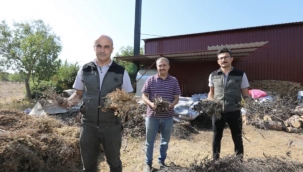 Ormanlardaki aromatik bitki zenginliği yeni gelir kapısı oldu